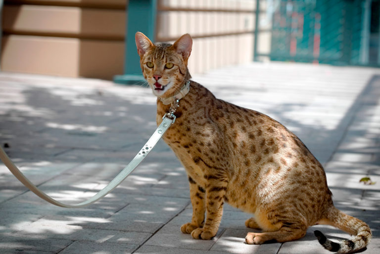 Koty Ashera – najdroższe koty świata